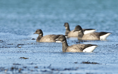 Barnacla carinegra (Branta bernicla)