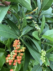 Citharexylum caudatum