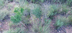 Asparagus mariae