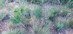 Asparagus mariae