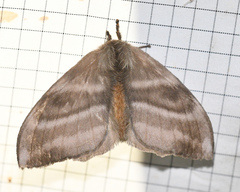 Hylesia canitia