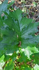 Acanthus mollis