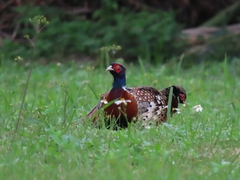 Phasianus colchicus formosanus
