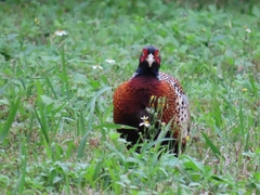 Phasianus colchicus formosanus