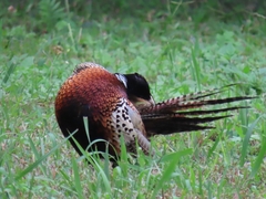 Phasianus colchicus formosanus