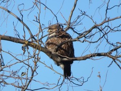 Buteo japonicus