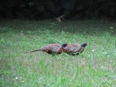 Phasianus colchicus formosanus