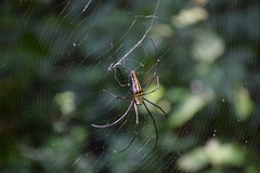 Nephila pilipes