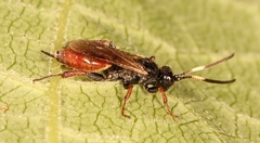 Glyphicnemis profligator