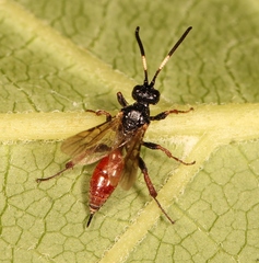 Glyphicnemis profligator