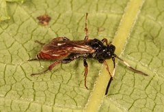 Glyphicnemis profligator