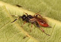 Glyphicnemis profligator