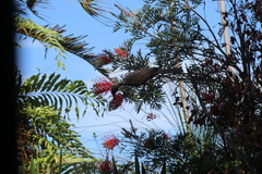 Philemon buceroides yorki
