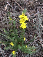 Hibbertia prostrata