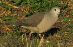 Leptotila megalura