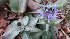 Centaurea montana