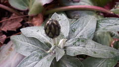 Centaurea montana
