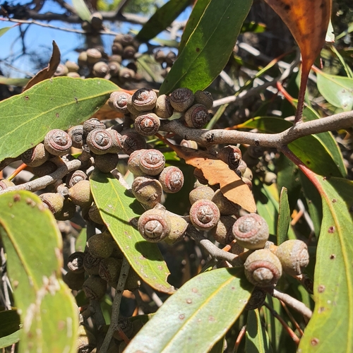 Image of Eucalyptus arenacea by no rights reserved
