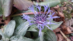 Centaurea montana