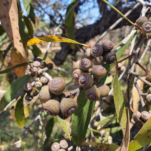 Image of Eucalyptus arenacea by no rights reserved