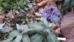 Centaurea montana