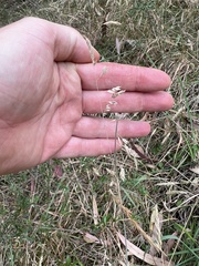 Poa morrisii