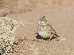 Galerida cristata riggenbachi