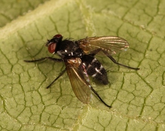 Gastrolepta anthracina