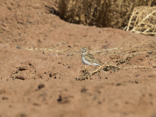 Representative image of Calandrella brachydactyla brachydactyla