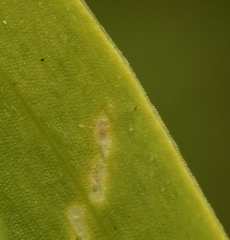 Gymnadenia densiflora