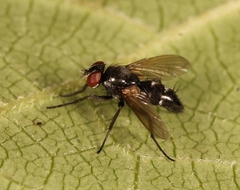 Gastrolepta anthracina