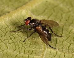 Gastrolepta anthracina