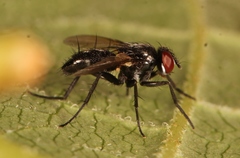 Gastrolepta anthracina