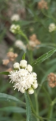 Baccharis glutinosa
