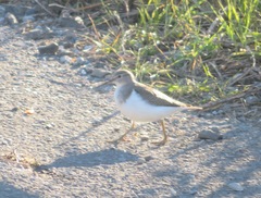 Actitis hypoleucos