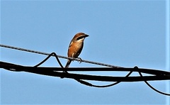Lanius bucephalus