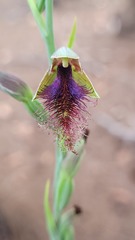 Calochilus gracillimus