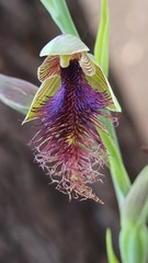 Calochilus gracillimus