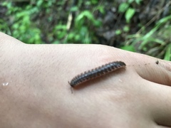 Pseudopolydesmus collinus