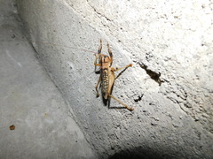 Nastonotus foreli