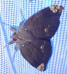 Achaea illustrata