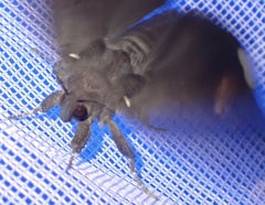Achaea illustrata