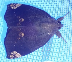 Achaea illustrata