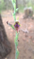 Calochilus gracillimus