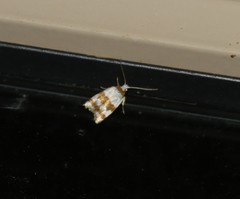 Chezala brachypepla