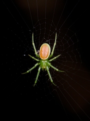 Araneus viridisomus