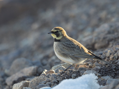Eremophila alpestris atlas