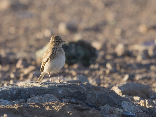 Common Lesser Short-toed Lark (Subspecies Alaudala rufescens minor ...
