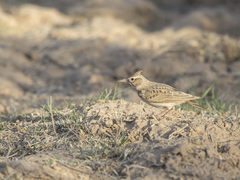 Galerida cristata macrorhyncha