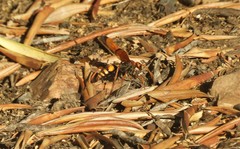 Cryptocheilus annulatus